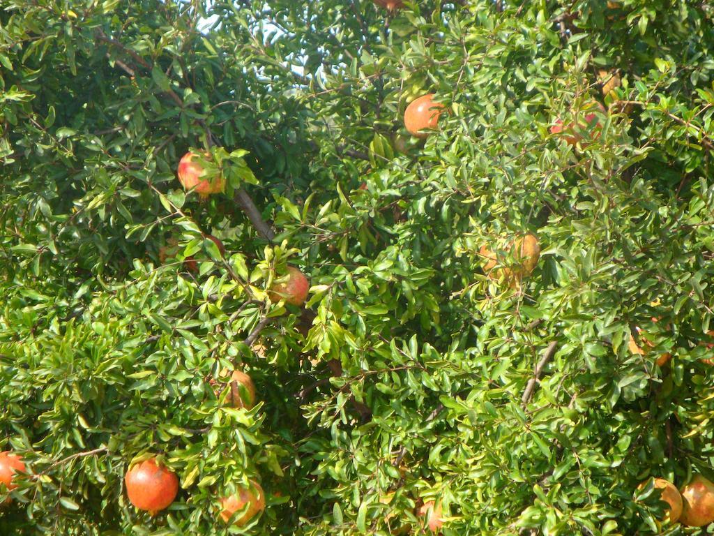 Quinta Dos Poetas Nature Hotel & Apartments Pechão Εξωτερικό φωτογραφία